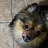 Lito joined the competition — help win amazing prizes! dog, pet, tongue, licking, fur, animal, canine, cute, face, eyes, nose, tile_floor, brown, black, fluffy, playful, domestic, closeup, indoor, portrait