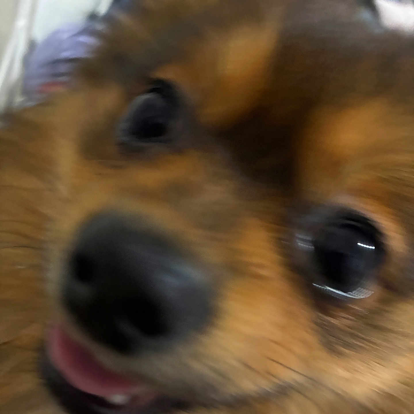 Lito