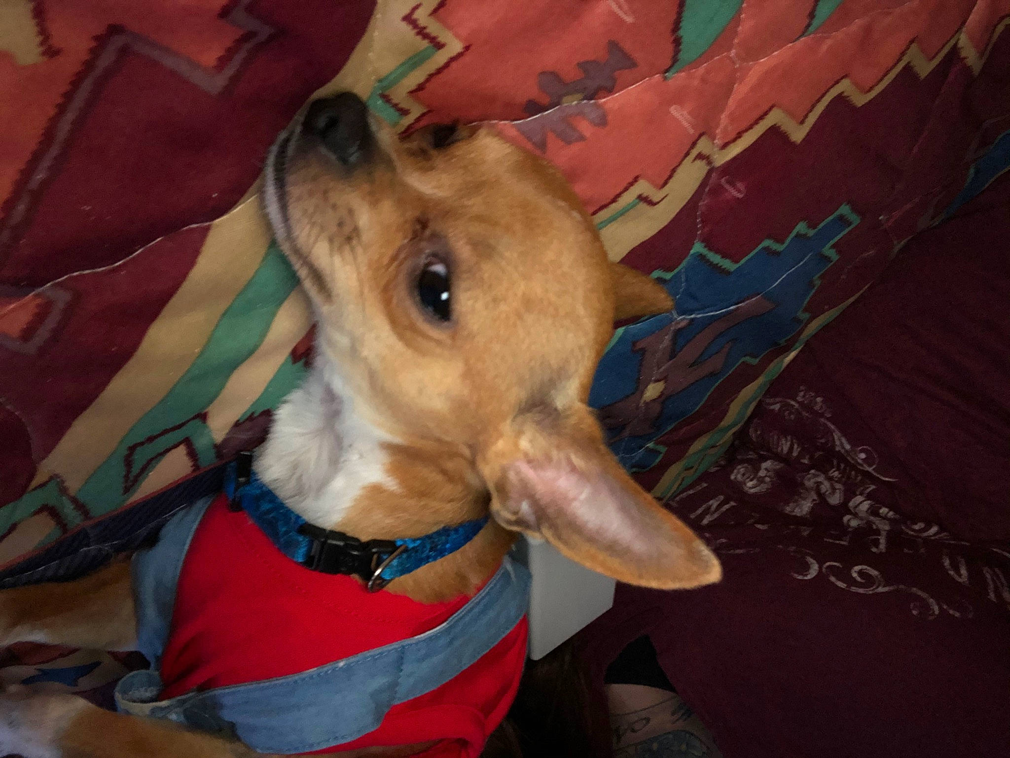 Max is registered to the contest to win money with this photo: canidae, carnivore, dog, dog_breed, fawn, galgo_espanol, greyhound, hortaya_borzaya, italian_greyhound, lurcher, mammal, sighthound, snout, toy_dog, vertebrate, whippet