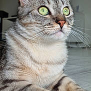 Shiva a rejoint le concours — aidez-le/la à gagner de superbes lots ! abyssinian, angora, animal, cat, egyptiancat, kitten, manx, pet, siamese