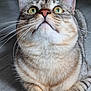 Shiva participe au concours pour gagner de l'argent avec cette photo : abyssinian, angora, animal, cat, kitten, manx, pet, siamese, snout, wood
