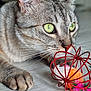 Shiva a rejoint le concours — aidez-le/la à gagner de superbes lots ! abyssinian, angora, animal, cat, citrusfruit, egyptiancat, electronics, face, flower, flowerarrangement, food, fruit, hardware, head, kitten, manx, pet, plant, produce, siamese
