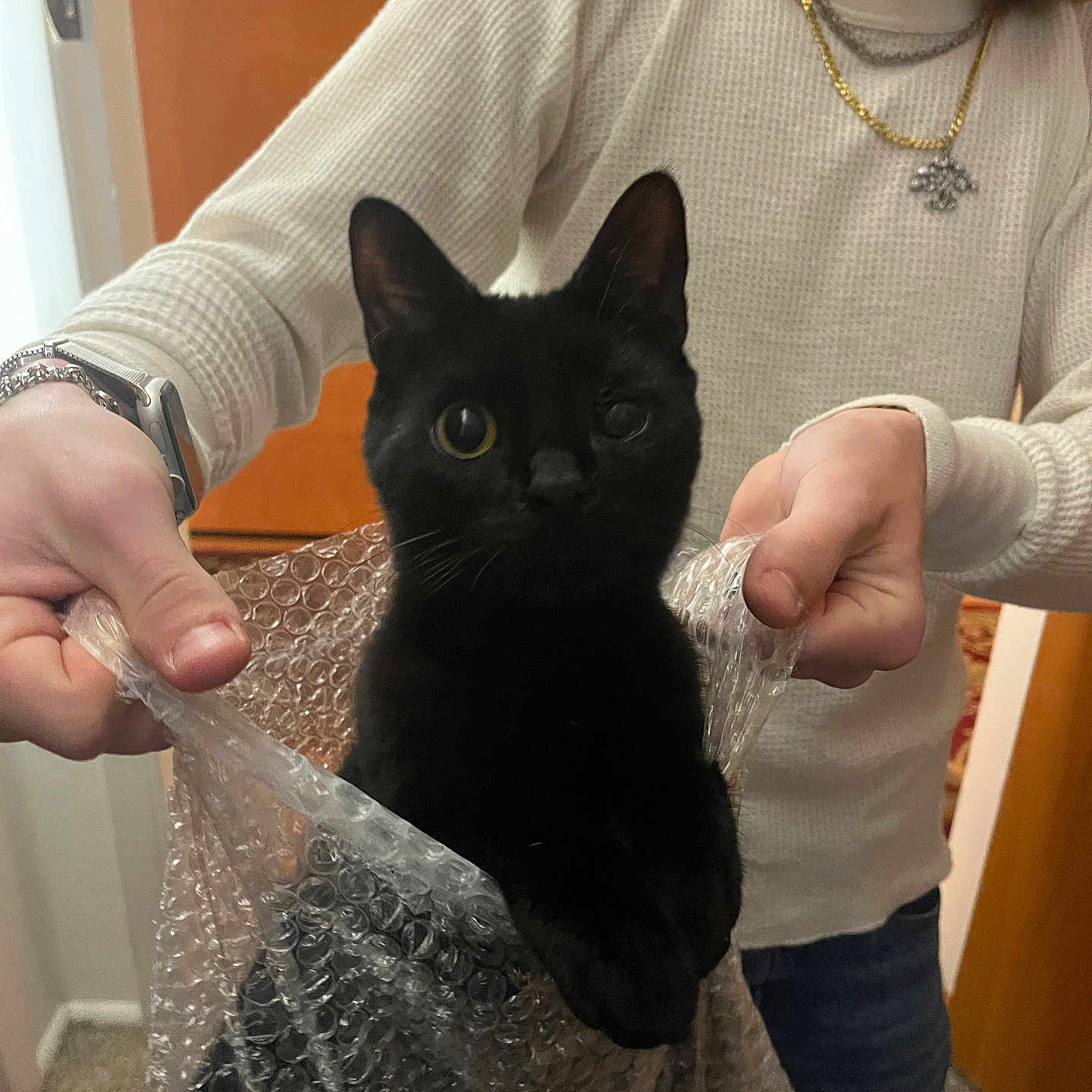 Carti is registered to the contest to win money with this photo: black_cat, cat, bubble_wrap, person, hands, indoor, curious, pet, feline, holding, white_sweater, necklace, door, carpet, casual, portrait, animal, cute, domestic, playful