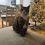 Suki is registered to the contest to win money with this photo: cat, chair, christmas_tree, couch, cozy, decorations, domestic_animal, festive, floor, furniture, holiday, indoor, kitchen, lights, microwave, ornaments, pet, tabby_cat, table, wood_floor