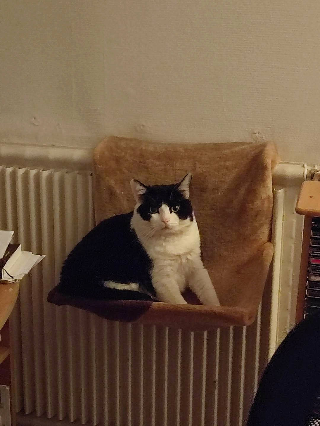 Yoshi participe au concours pour gagner de l'argent avec cette photo : box, carnivore, cat, chair, comfort, domestic_short_haired_cat, door, felidae, flooring, fur, hardwood, small_to_medium_sized_cats, snout, stairs, tail, tints_and_shades, tree, whiskers, window, wood