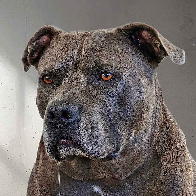 Orka
