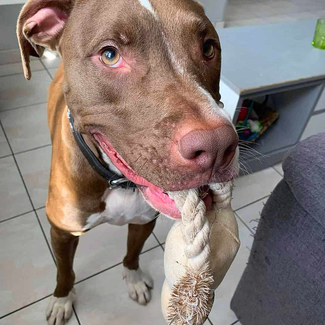 Charly a rejoint le concours — aidez-le/la à gagner de superbes lots ! animal, bodypart, boxer, bulldog, canine, dog, hardwood, hound, labradorretriever, mouth, person, pet, pitbull, pointer, puppy, snout, stainedwood, sweating, terrier, wood