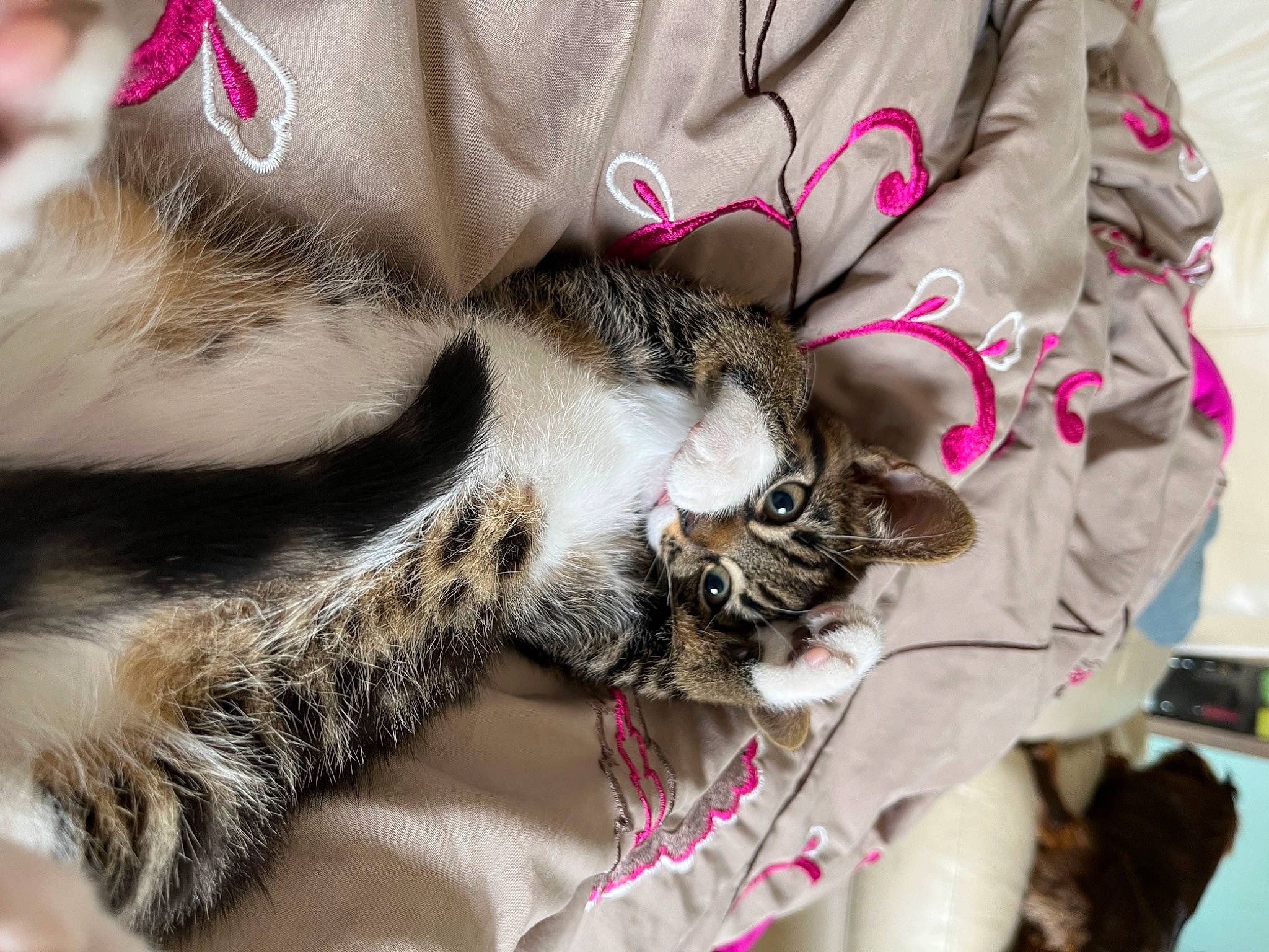 Tacos a rejoint le concours — aidez-le/la à gagner de superbes lots ! carnivore, cat, claw, comfort, domestic_short_haired_cat, felidae, fur, human_leg, linens, nap, pattern, paw, sleeve, small_to_medium_sized_cats, tail, tree, whiskers