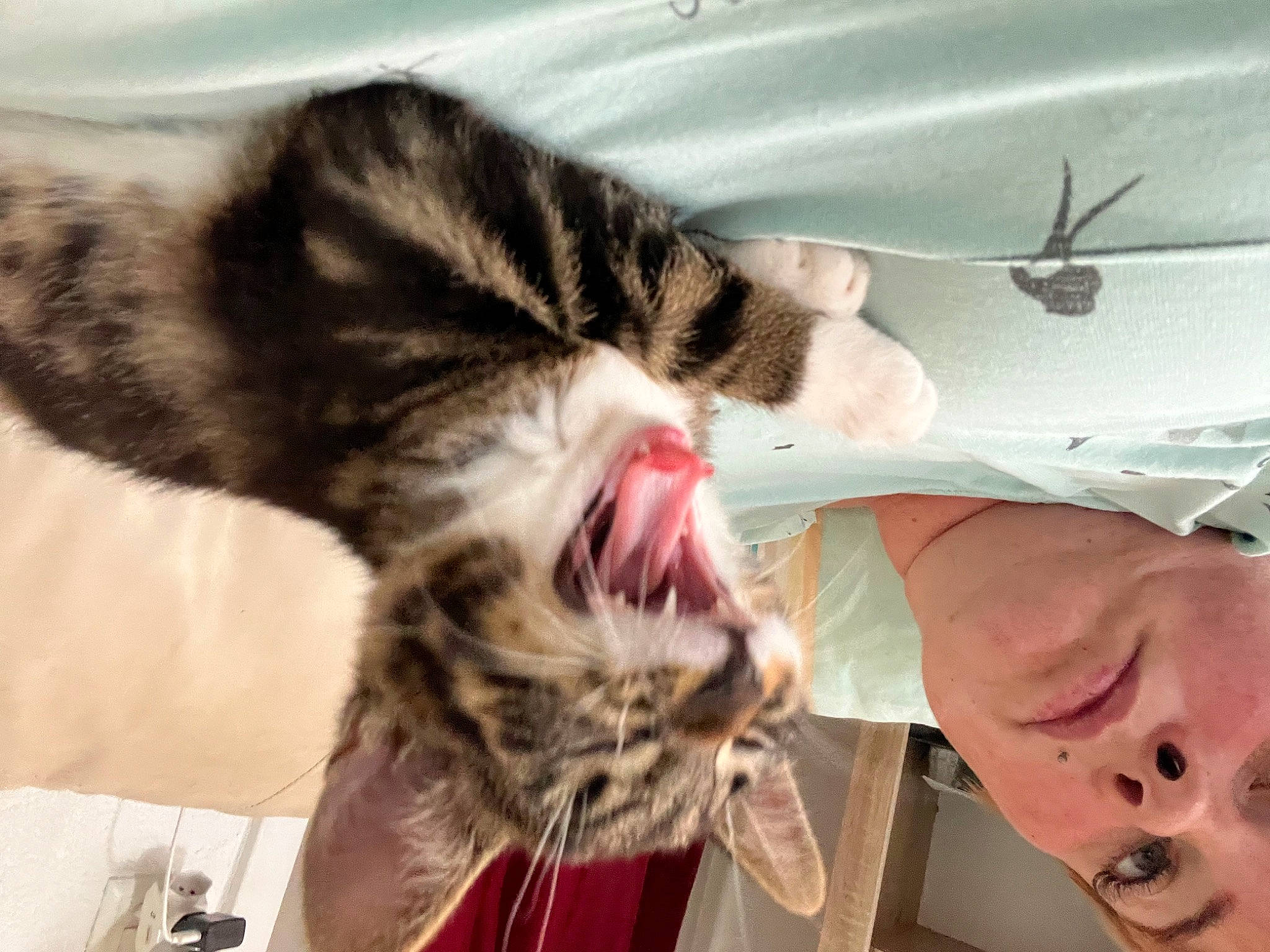 Tacos a rejoint le concours — aidez-le/la à gagner de superbes lots ! carnivore, cat, ceiling_fan, claw, comfort, domestic_short_haired_cat, ear, fang, felidae, fur, gesture, jaw, mechanical_fan, nap, paw, small_to_medium_sized_cats, snout, tail, whiskers, yawn