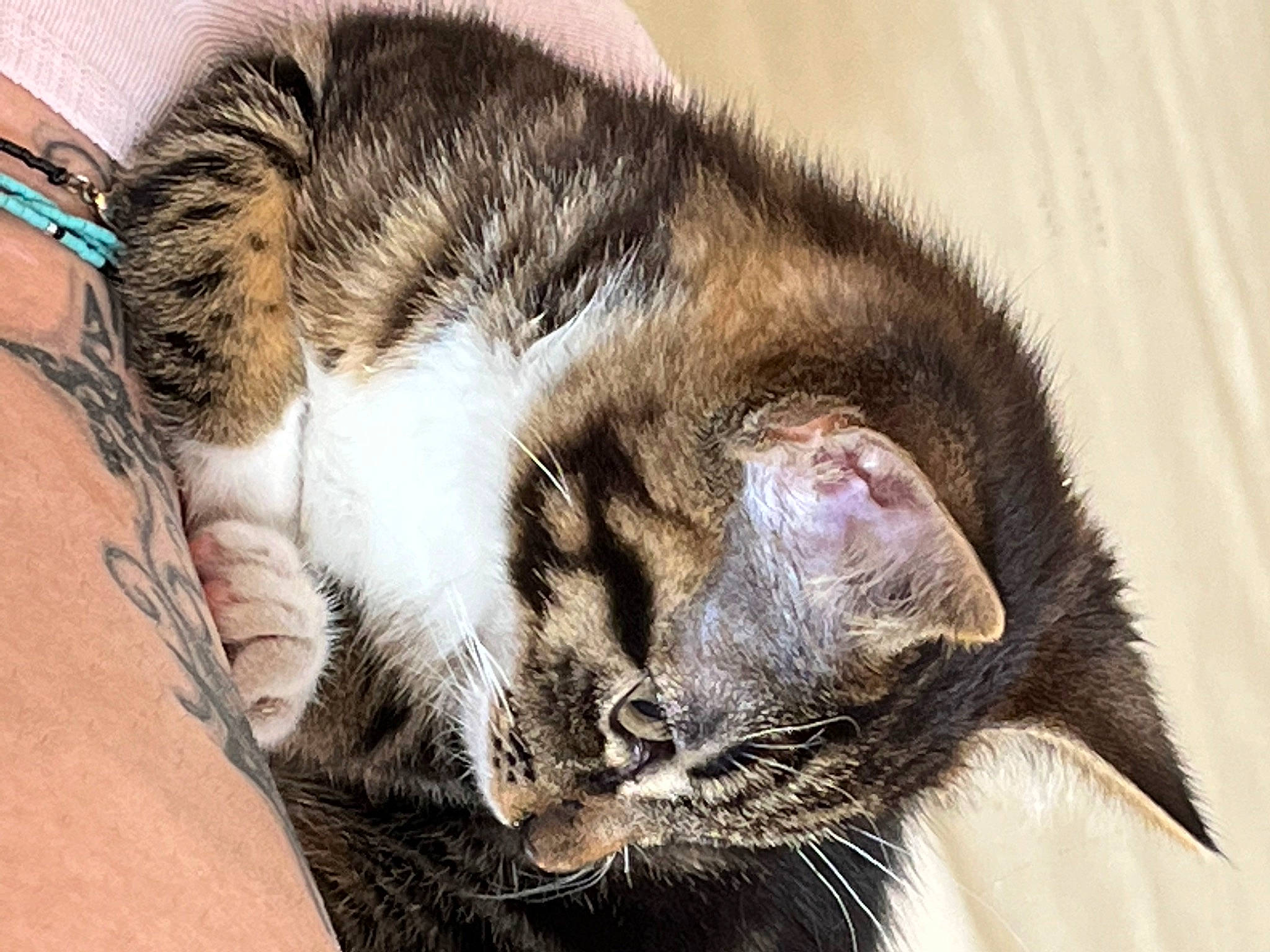 Tacos a rejoint le concours — aidez-le/la à gagner de superbes lots ! carnivore, cat, claw, close_up, comfort, domestic_short_haired_cat, ear, eye, felidae, fur, nap, natural_material, paw, sleep, small_to_medium_sized_cats, snout, tail, terrestrial_animal, whiskers, wildlife