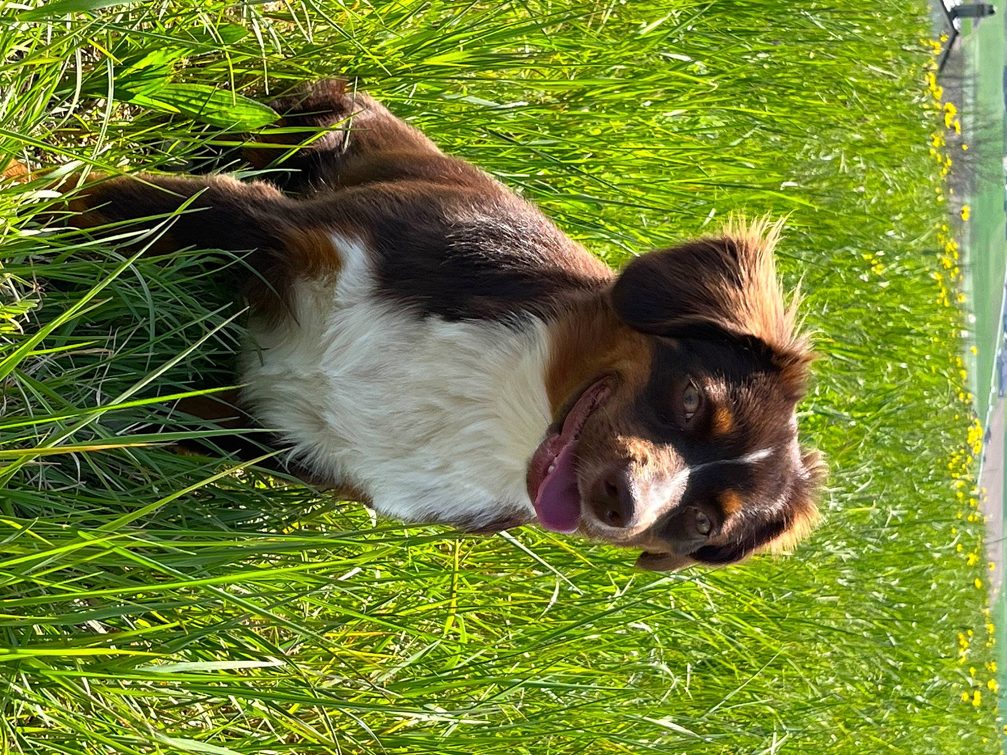 Saphire a rejoint le concours — aidez-le/la à gagner de superbes lots ! carnivore, cavalier_king_charles_spaniel, companion_dog, dog, dog_breed, felidae, french_spaniel, grass, gun_dog, herding_dog, irish_red_and_white_setter, king_charles_spaniel, liver, plant, small_to_medium_sized_cats, spaniel, tail, terrestrial_animal, tree, whiskers