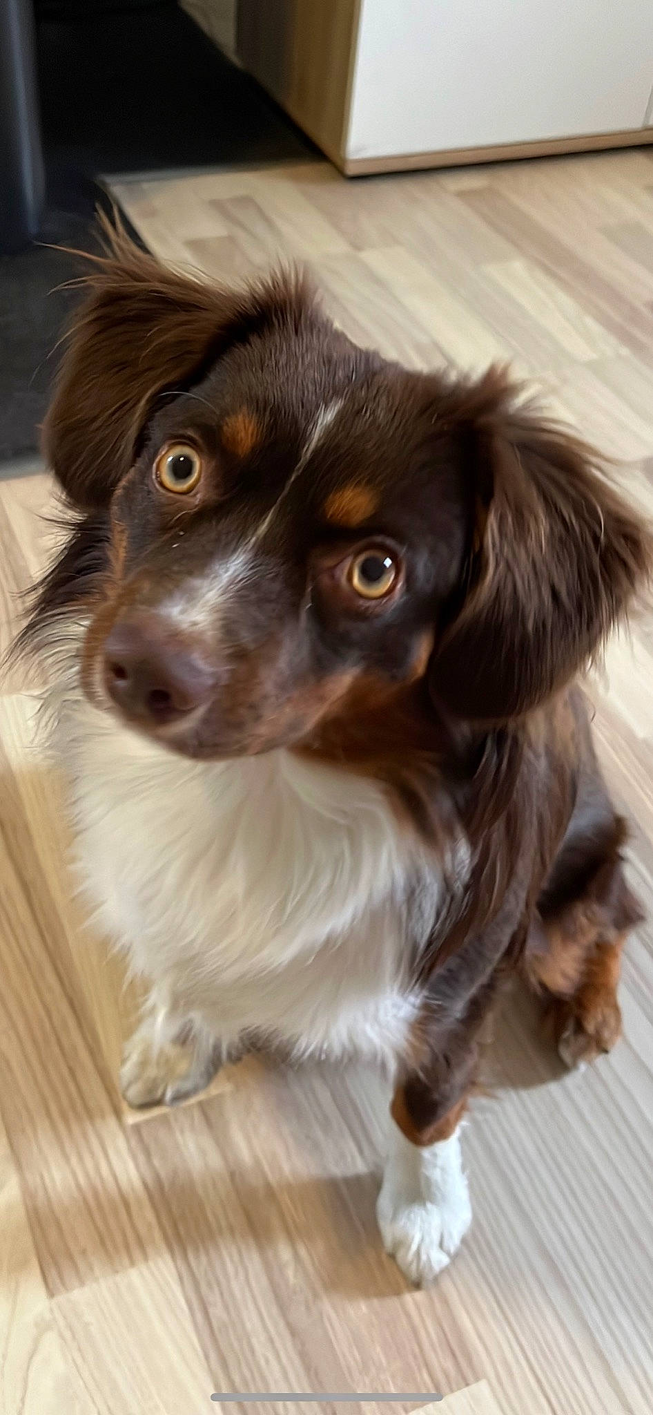 Saphire a rejoint le concours — aidez-le/la à gagner de superbes lots ! canidae, carnivore, companion_dog, dog, dog_breed, fur, gun_dog, hardwood, liver, puppy, snout, spaniel, sporting_group, varnish, whiskers, wood, working_dog