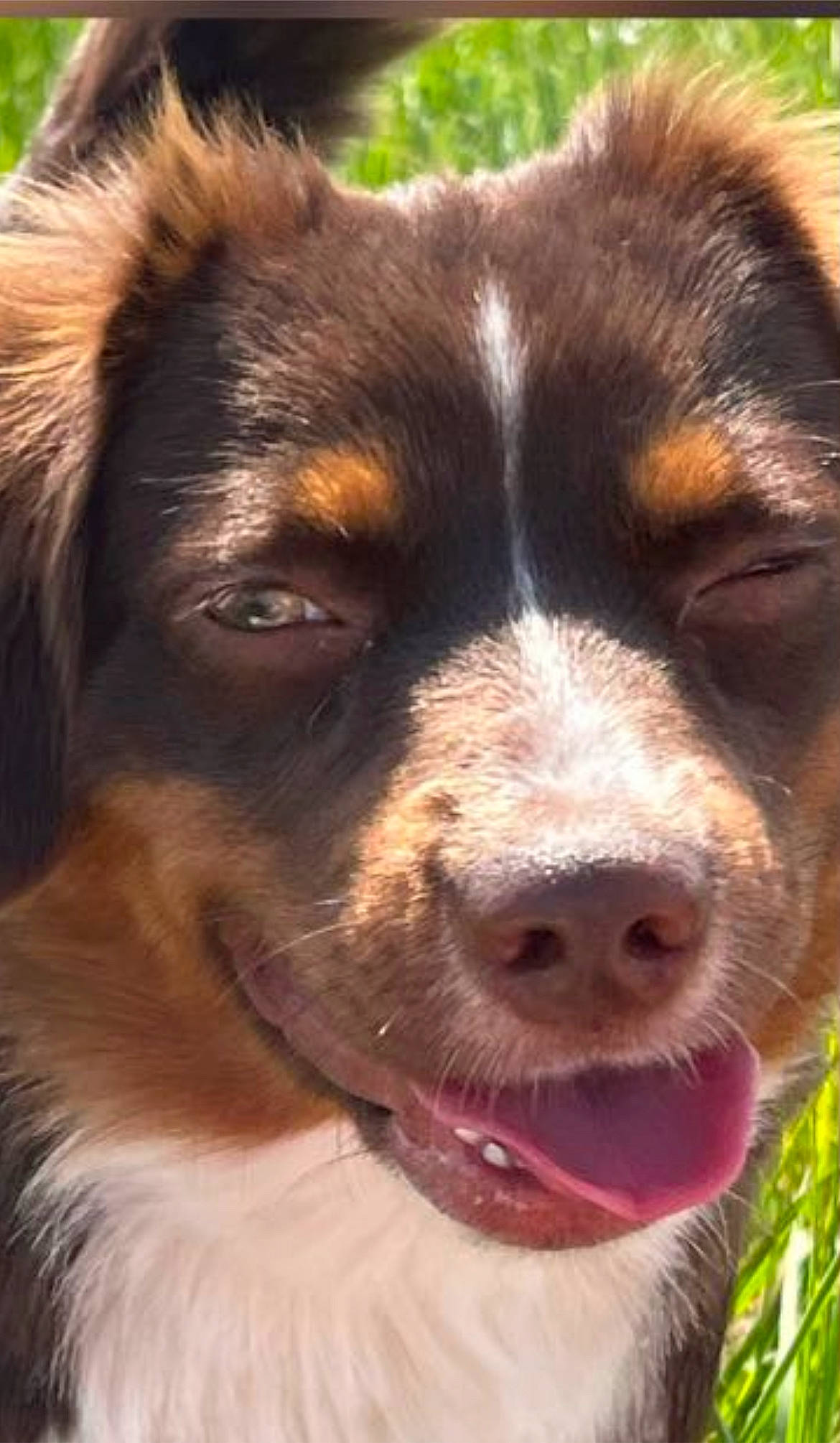 Saphire a rejoint le concours — aidez-le/la à gagner de superbes lots ! bernese_mountain_dog, canidae, carnivore, close_up, collar, companion_dog, dog, dog_breed, fur, giant_dog_breed, grass, gun_dog, liver, pont_audemer_spaniel, snout, sporting_group, terrestrial_animal, whiskers, working_animal, working_dog