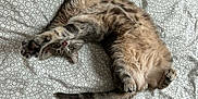 Gromi participe au concours pour gagner de l'argent avec cette photo : cat, bed, bedding, pattern, stretching, paws, fur, domestic_animal, pet, whiskers, playful, relaxed, indoor, sleeping_area, curious, animal, feline, resting, cute, upside_down