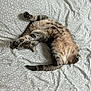 cat, bed, bedding, pattern, stretching, paws, fur, domestic_animal, pet, whiskers, playful, relaxed, indoor, sleeping_area, curious, animal, feline, resting, cute, upside_down