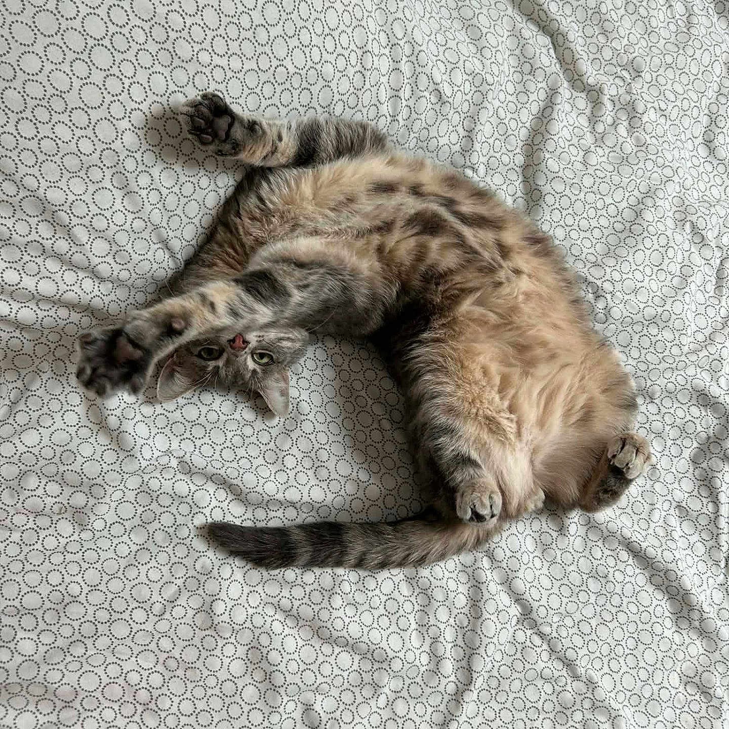 Gromi participe au concours pour gagner de l'argent avec cette photo : animal, bed, bedding, cat, curious, cute, domestic_animal, feline, fur, indoor, pattern, paws, pet, playful, relaxed, resting, sleeping_area, stretching, upside_down, whiskers