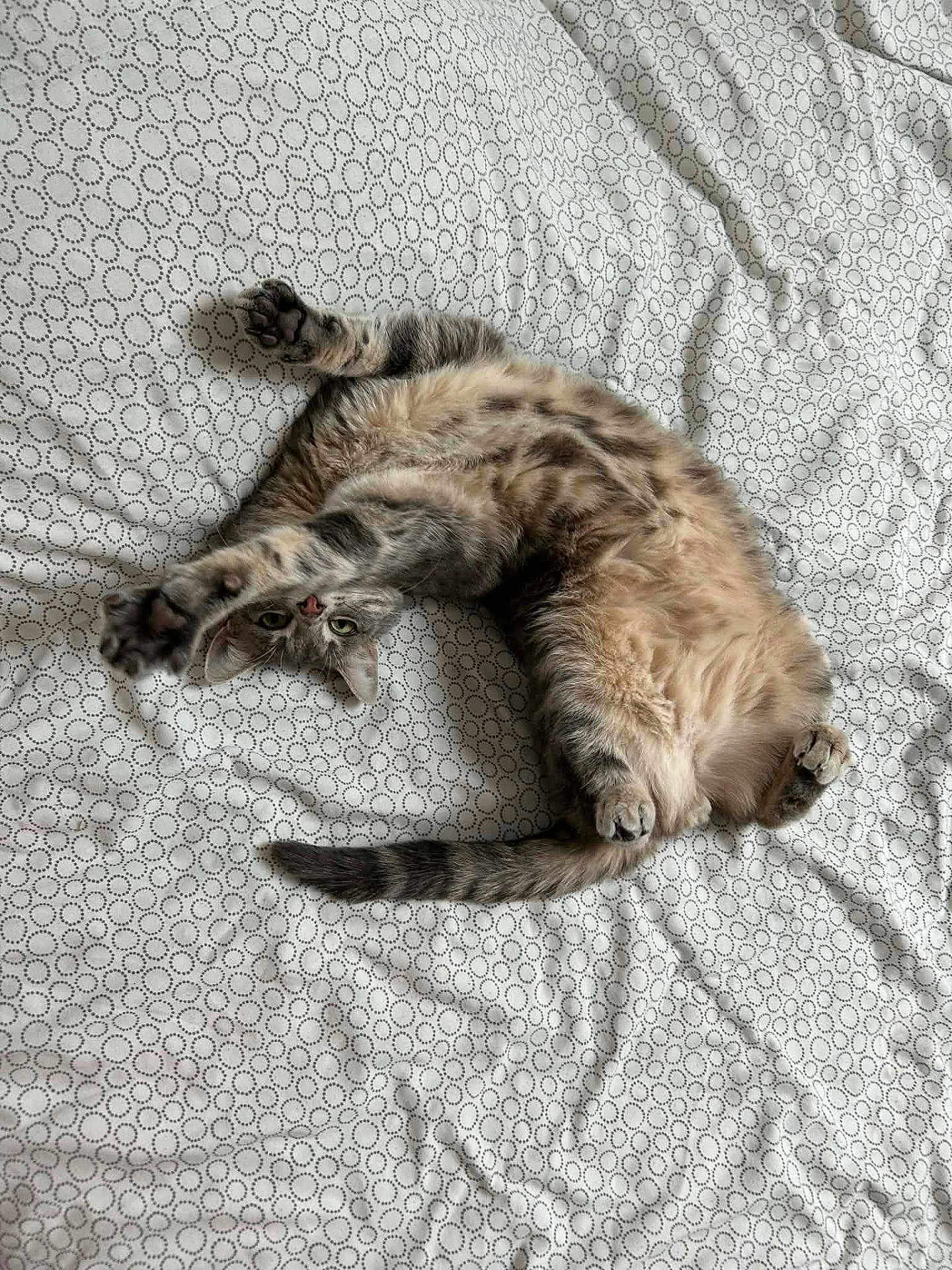 Gromi participe au concours pour gagner de l'argent avec cette photo : cat, bed, bedding, pattern, stretching, paws, fur, domestic_animal, pet, whiskers, playful, relaxed, indoor, sleeping_area, curious, animal, feline, resting, cute, upside_down