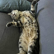 Gromi a rejoint le concours — aidez-le/la à gagner de superbes lots ! cat, tabby_cat, stretching, lying_down, fluffy, paws, couch, gray, pillow, indoor, pet, relaxed, sleeping, feline, fur, whiskers, cute, domestic_animal, resting, cozy