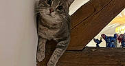 Gromi a rejoint le concours — aidez-le/la à gagner de superbes lots ! animal, cat, close_up, cozy, curious, cute, decor, feline, figurines, gray_tabby, home, indoor, looking, pet, resting, shelf, sitting, toy, wide_eyes, wooden_beam