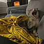 Gromi participe au concours pour gagner de l'argent avec cette photo : cat, yawning_cat, gray_cat, couch, blanket, yellow_blanket, fireplace, indoor, cozy, living_room, pet, fur, whiskers, paw, furniture, home, relaxing, warm_light, fabric, comfort