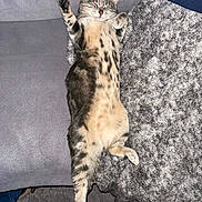 Gromi a rejoint le concours — aidez-le/la à gagner de superbes lots ! animal, belly, cat, couch, cozy, cute, fluffy, fur, home, indoor, napping, paw, pet, portrait, relaxed, rug, sleeping, sofa, stretching, tabby