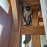 Athéna participe au concours pour gagner de l'argent avec cette photo : cat, feline, long_hair, maine_coon, wooden_beam, timber, indoor, window, curtain, tail, paws, yellow_eyes, whiskers, portrait, vertical_orientation, rustic, ceiling, doorway, sitting, photography