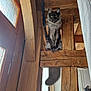 cat, feline, long_hair, maine_coon, wooden_beam, timber, indoor, window, curtain, tail, paws, yellow_eyes, whiskers, portrait, vertical_orientation, rustic, ceiling, doorway, sitting, photography