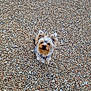 dog, small_dog, yorkshire_terrier, pet, gravel, pebbles, outdoor, looking_up, ears, fur, collar, portrait, cute, curious, sitting, ground_texture, natural_light, centered, animal, companion