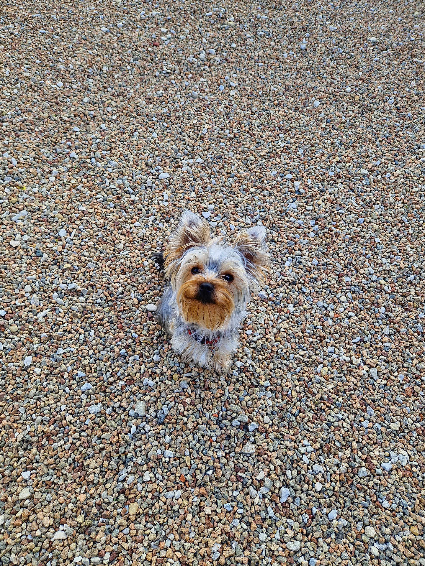 Vanille a rejoint le concours — aidez-le/la à gagner de superbes lots ! dog, small_dog, yorkshire_terrier, pet, gravel, pebbles, outdoor, looking_up, ears, fur, collar, portrait, cute, curious, sitting, ground_texture, natural_light, centered, animal, companion