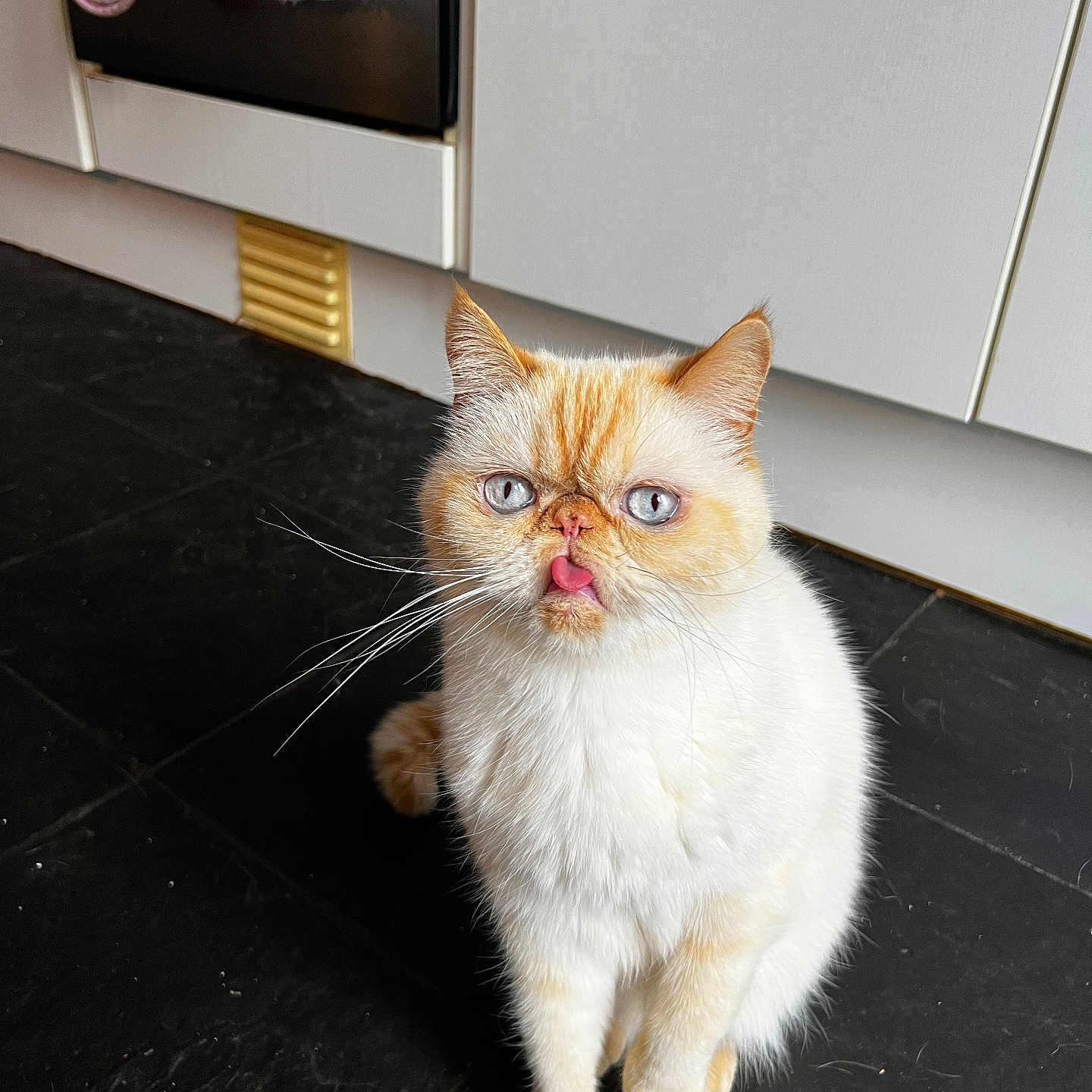 Chiyo joined the competition — help win amazing prizes! abyssinian, accessories, angora, animal, appliance, cat, device, electricaldevice, furniture, hardwood, indoors, kitten, manx, microwave, oven, pet, plywood, siamese, strap, wood