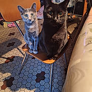 Noirode Et Alouette a rejoint le concours — aidez-le/la à gagner de superbes lots ! cat, black_cat, gray_cat, chair, floor_tiles, indoor, pets, animals, feline, curious, sitting, wide_eyes, vintage_chair, home, cozy, shadow, furniture, domestic, companions, cute