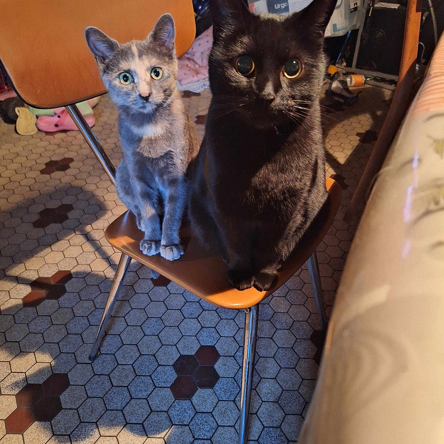 Noirode Et Alouette a rejoint le concours — aidez-le/la à gagner de superbes lots ! cat, black_cat, gray_cat, chair, floor_tiles, indoor, pets, animals, feline, curious, sitting, wide_eyes, vintage_chair, home, cozy, shadow, furniture, domestic, companions, cute