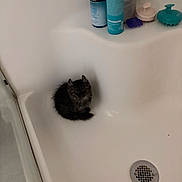 Sassy joined the competition — help win amazing prizes! kitten, cat, bathtub, bathroom, shampoo, bottle, brush, pet, fur, small, cute, curled_up, black_cat, domestic_animal, indoor, corner, curious, cleaning_supplies, drain, white_background