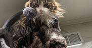 Sassy is registered to the contest to win money with this photo: cat, cats, cat_tree, feline, pet, indoor, cozy, fluffy, playful, gray, fur, snuggling, basket, floor, vent, whiskers, ears, eyes, paws, toy