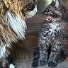 Sassy joined the competition — help win amazing prizes! cat, kitten, feline, pets, indoor, wooden_floor, fur, whiskers, ears, mouth_open, face_off, two_animals, domestic, cute, small, large, animal_interaction, home, floor, playful