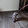 Sassy is registered to the contest to win money with this photo: kitten, cat, playing, toy, pink_string, wooden_floor, indoor, furniture, decorative, fluffy, gray_cat, pet, cute, young_cat, animal, home, flooring, swatting, curious, small