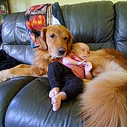 Pierre joined the competition — help win amazing prizes! baby, dog, golden_retriever, couch, leather, blanket, indoor, furniture, pet, child, comfort, friendship, relaxation, casual, home, animal, mammal, laying_down, cute, protective