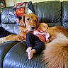 baby, dog, golden_retriever, couch, leather, blanket, indoor, furniture, pet, child, comfort, friendship, relaxation, casual, home, animal, mammal, laying_down, cute, protective