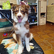 Goku a rejoint le concours — aidez-le/la à gagner de superbes lots ! puppy, dog, brown, white, fur, tongue, pet, indoor, sitting, black_leather, ottoman, toy, shelf, floor, tile_floor, radiator, bag, blanket, collar, homedecor