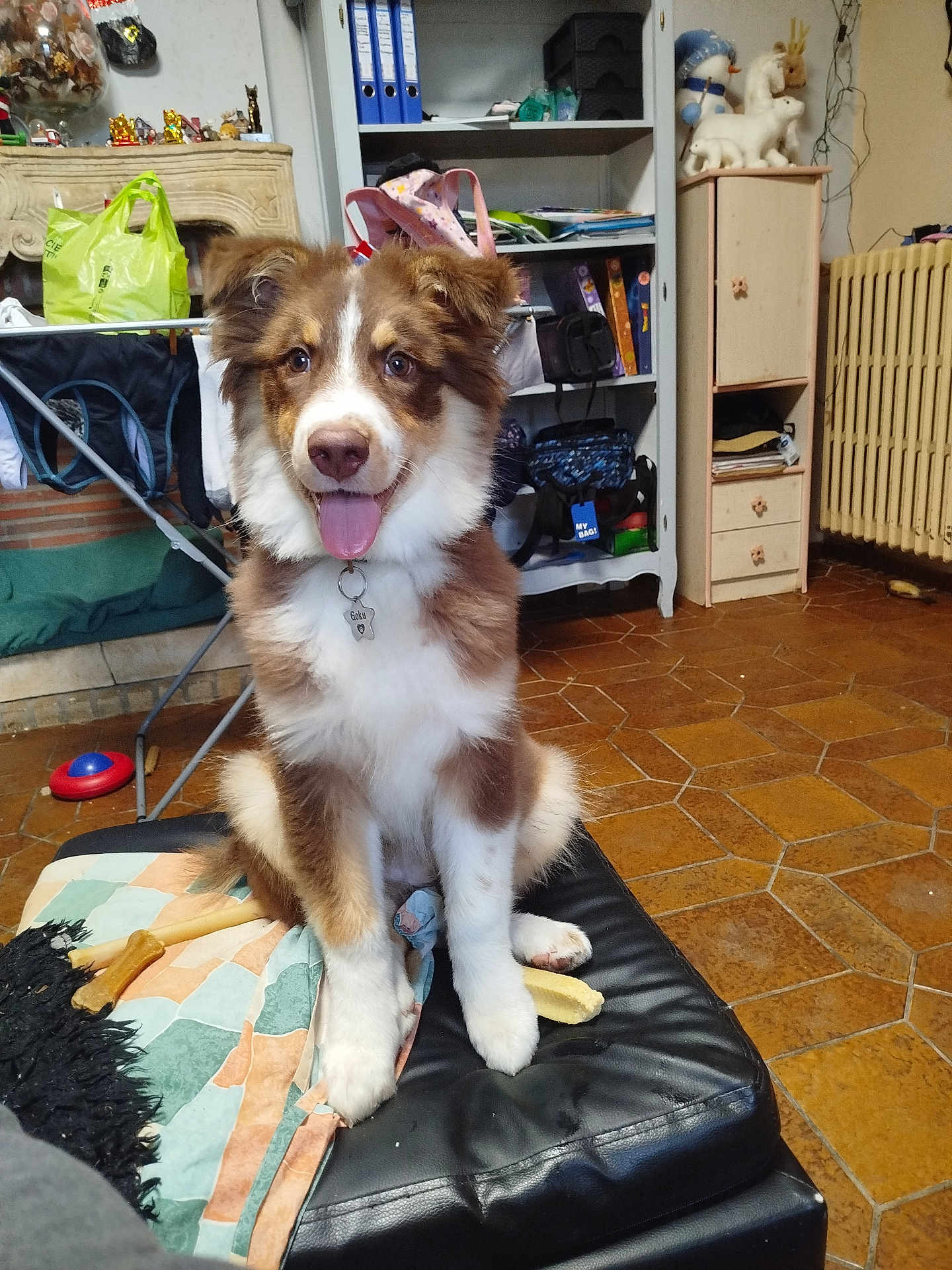 Goku a rejoint le concours — aidez-le/la à gagner de superbes lots ! puppy, dog, brown, white, fur, tongue, pet, indoor, sitting, black_leather, ottoman, toy, shelf, floor, tile_floor, radiator, bag, blanket, collar, homedecor