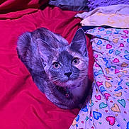 Indy joined the competition — help win amazing prizes! cat, kitten, feline, pet, portrait, whiskers, collar, bell, ears, eyes, fur, bed, blanket, bedding, colorful, heart_pattern, indoor, looking_up, cozy, fabric