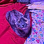 cat, kitten, feline, pet, portrait, whiskers, collar, bell, ears, eyes, fur, bed, blanket, bedding, colorful, heart_pattern, indoor, looking_up, cozy, fabric