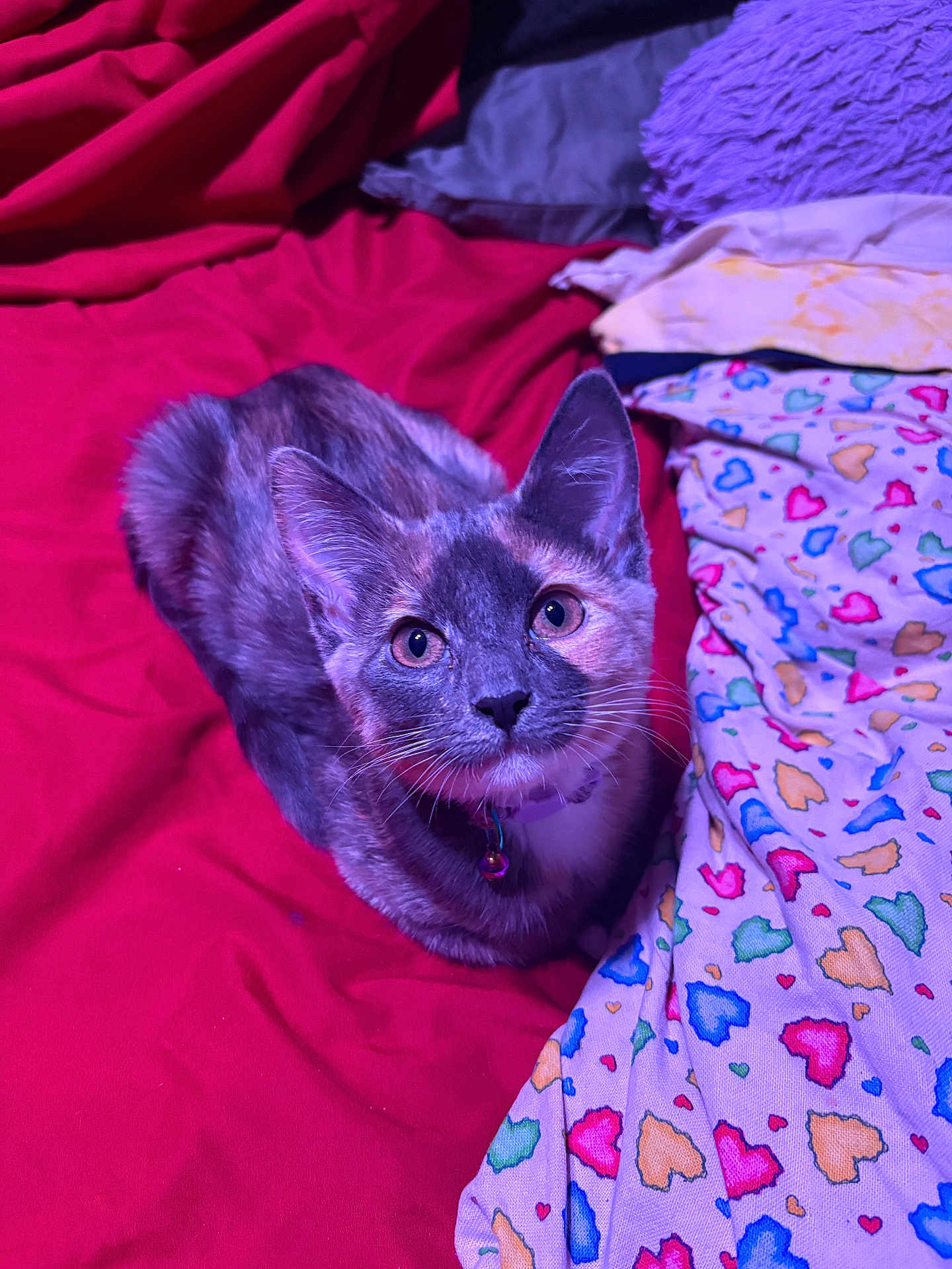 Indy joined the competition — help win amazing prizes! cat, kitten, feline, pet, portrait, whiskers, collar, bell, ears, eyes, fur, bed, blanket, bedding, colorful, heart_pattern, indoor, looking_up, cozy, fabric