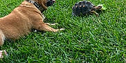 Rory is registered to the contest to win money with this photo: animal, backyard, collar, curious, daylight, dog, friendship, grass, greenery, lawn, mammal, nature, outdoor, pet, relaxing, reptile, side_view, sunlight, tongue, tortoise