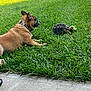 animal, backyard, collar, curious, daylight, dog, friendship, grass, greenery, lawn, mammal, nature, outdoor, pet, relaxing, reptile, side_view, sunlight, tongue, tortoise