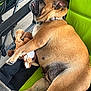 Rory joined the competition — help win amazing prizes! animal, brown_fur, chair, closeup, collar, cozy, cute, dog, floor, green, indoor, metal_frame, napping, paw, pet, plush_toy, relaxed, resting, sleeping, tongue_out