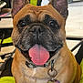 animal, canine, chair, closeup, collar, cute, dog, domestic_animal, ears, face, french_bulldog, friendly, green, happy, leash, name_tag, outdoor, pet, smiling, tongue_out