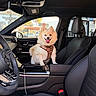 Peety Papa Bear is registered to the contest to win money with this photo: dog, pomeranian, car_interior, center_console, leather_seat, steering_wheel, harness, happy, tongue_out, pet, vehicle, dashboard, window, sunlight, gas_station, modern, black_leather, seatbelt, car_door, side_mirror