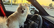 Peety Papa Bear is registered to the contest to win money with this photo: dog, pomeranian, car_interior, steering_wheel, sunset, window, road_sign, happy_dog, pet, vehicle, dashboard, side_mirror, street, traffic_light, seat, fur, canine, transportation, smiling, sunlight