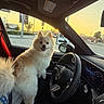 dog, pomeranian, car_interior, steering_wheel, sunset, window, road_sign, happy_dog, pet, vehicle, dashboard, side_mirror, street, traffic_light, seat, fur, canine, transportation, smiling, sunlight